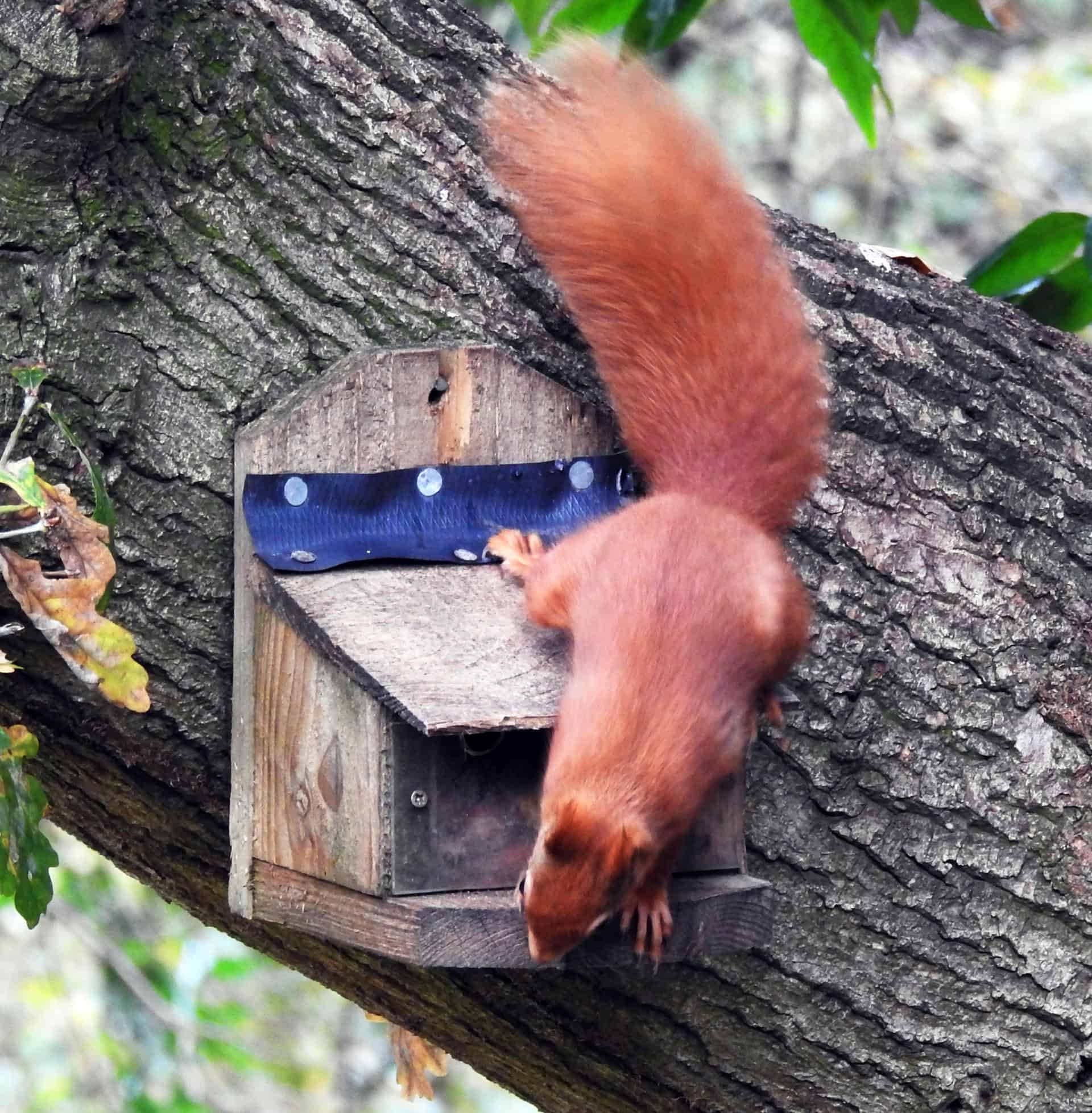 Red Squirrel on a tree feeder in a domestic garden