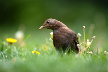 A blackbird on a green lawn