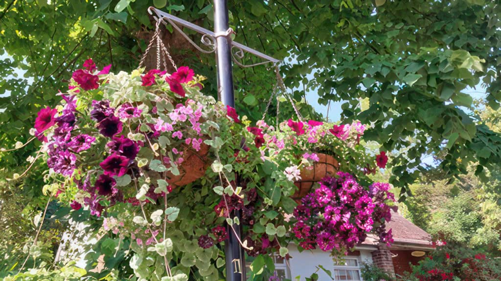 Hanging Baskets by the Pond, Bonchurch