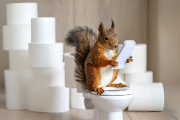 Composite image of a red squirrel sitting on top of a toilet holding a notebook, with lots of rolls of toilet paper in the background