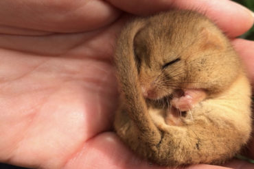 Hazel dormouse in hands © Aggie Thompson