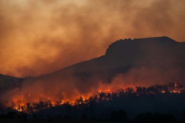 Silhouette of trees against raging fires