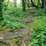 Spencer woodland path