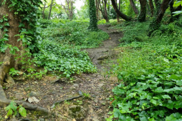 Spencer woodland path