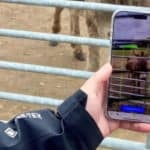 Person using the ELVIS app