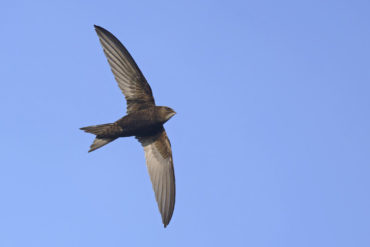 Swift flying high above Laundry Lane, Brading