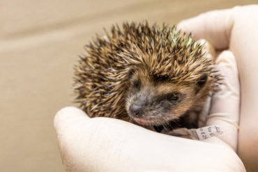 hedgehog in a gloved hand