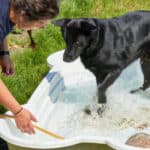 dog in a paddling pool