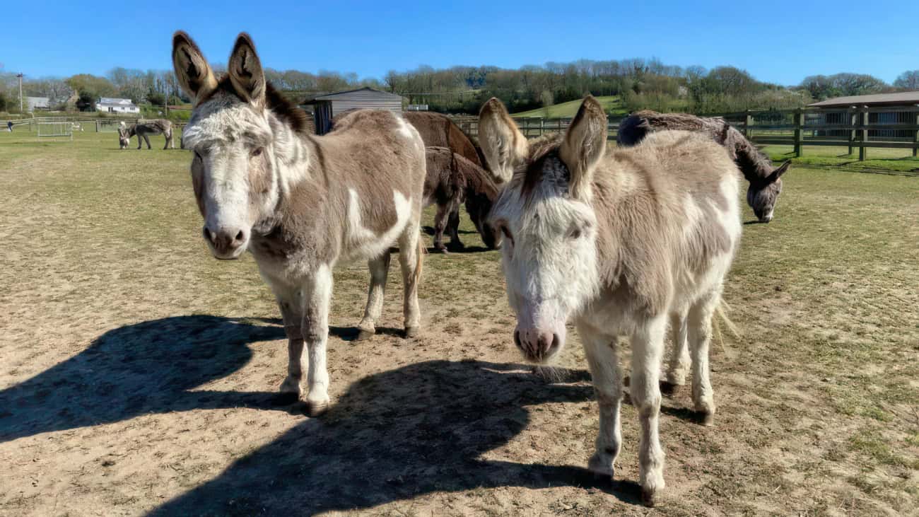 donkeys at the sanctuary