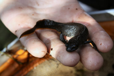 great crested newt on the palm of a man's hand