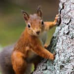 red squirrel on side of tree