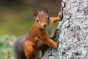red squirrel on side of tree