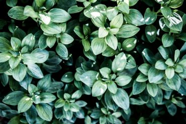 Green Shrubs