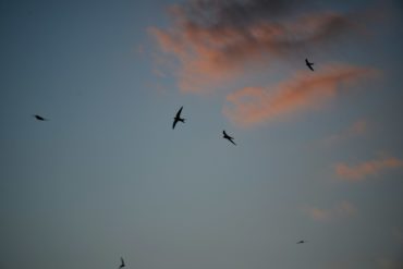 swifts in the sky against pinky hue