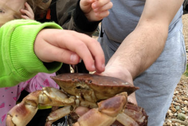 A family with children looking at a crab found on the beach