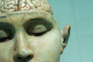 Human anatomy model of a skull and brain