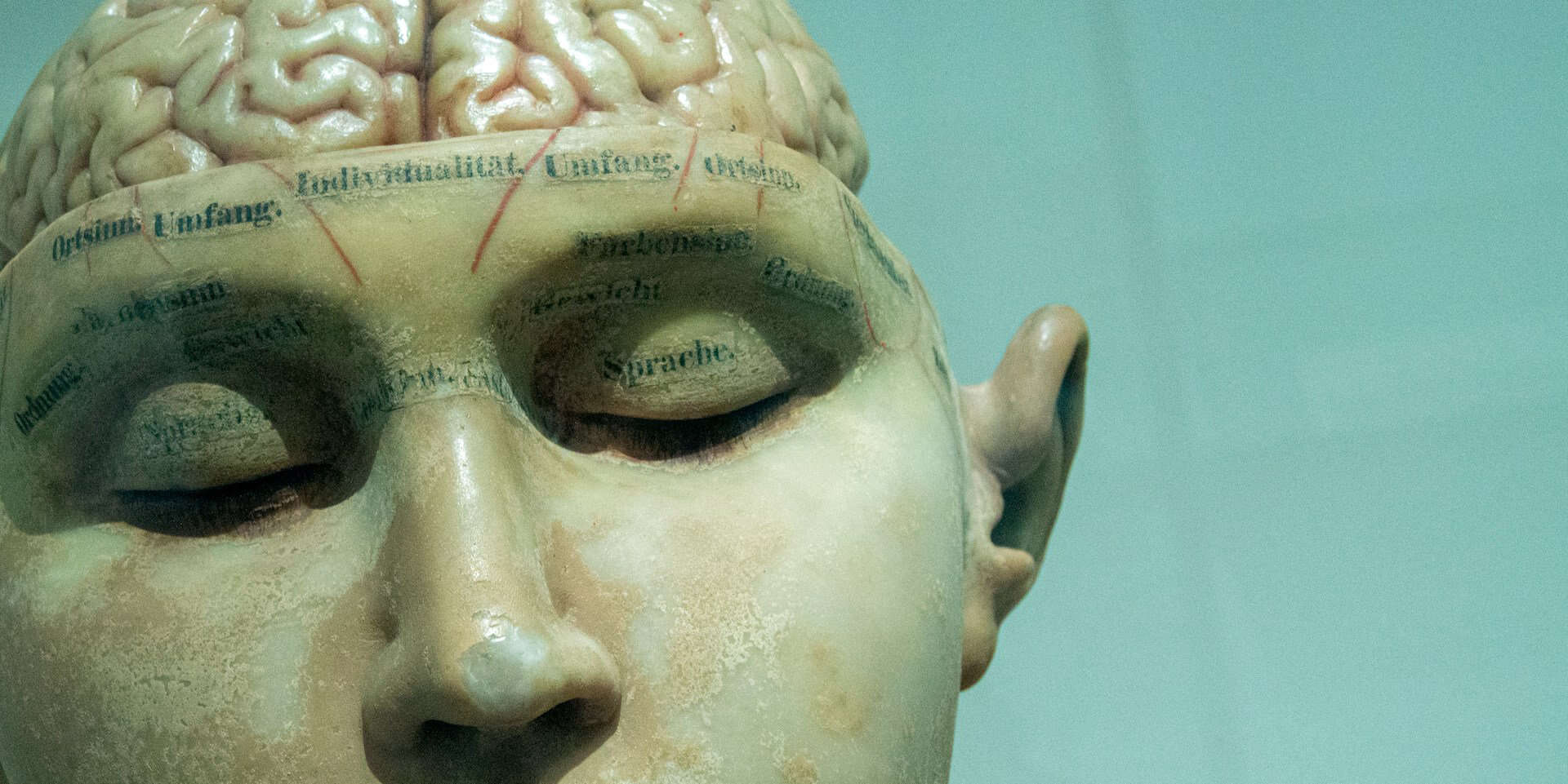 Human anatomy model of a skull and brain