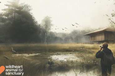 Illustration of a man bird watching through binoculars over a pond