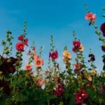 colourful hollyhocks against a blue sky