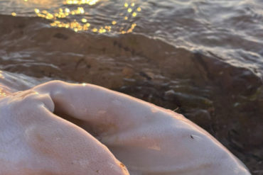 pigs head on beach