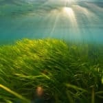 Underwater seagrass meadow