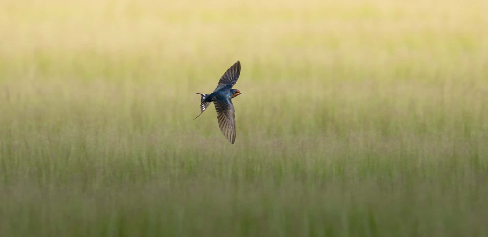 swallow at a BNG site in New Forest