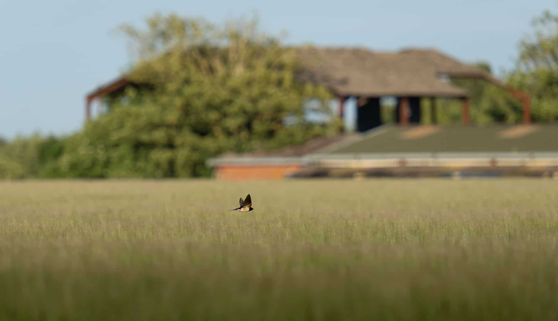 swallow at a BNG site in New Forest