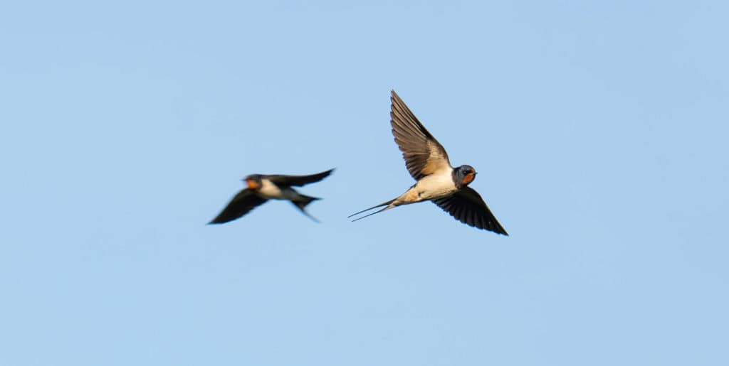 Two swallows flying in a blue sky