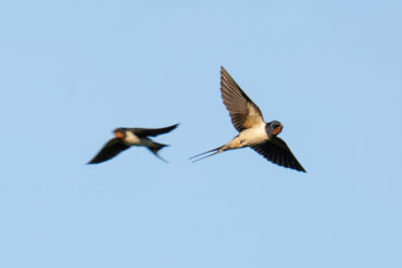 Two swallows flying in a blue sky