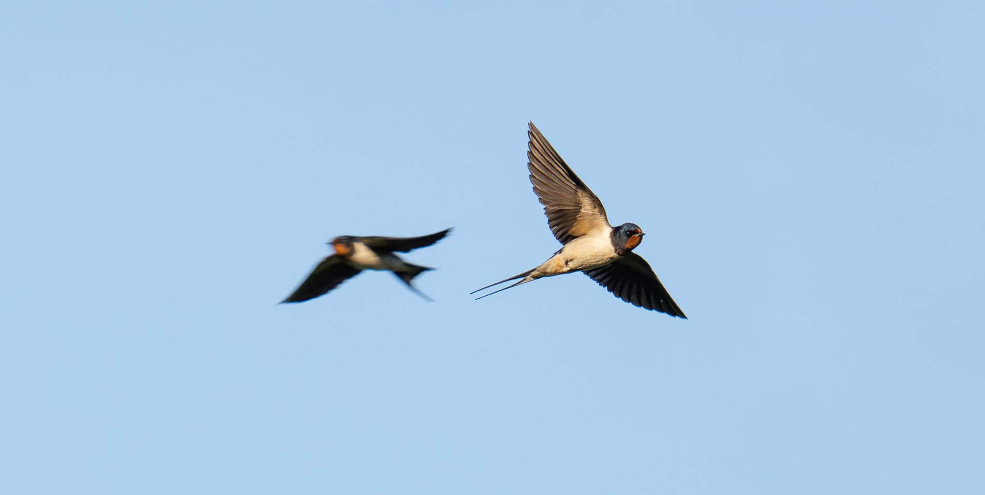 Two swallows flying in a blue sky