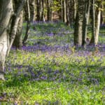 woodland with trees and bluebells