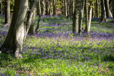 woodland with trees and bluebells