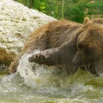 Bear playing with the water in the pond