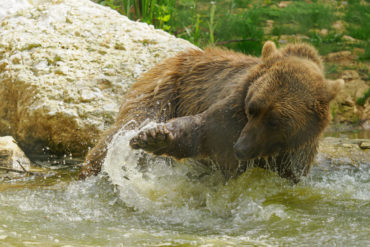 Bear playing with the water in the pond