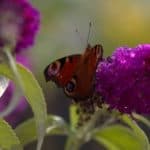 Butterfly on a buddleia flower head