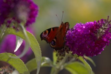 Butterfly on a buddleia flower head