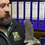 Dr Simon Penn holding 2 of the animal's vertebrae