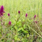 Field cow-wheat flower in the field