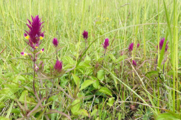 Field cow-wheat flower in the field