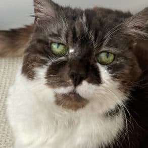 Suki the cat looking at the camera