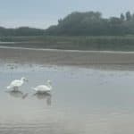 Swans in the low level Sandown Canoe Lake
