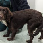 Spaniel from west midlands that had been kicked