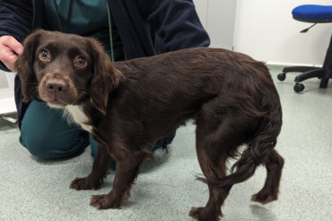 Spaniel from west midlands that had been kicked