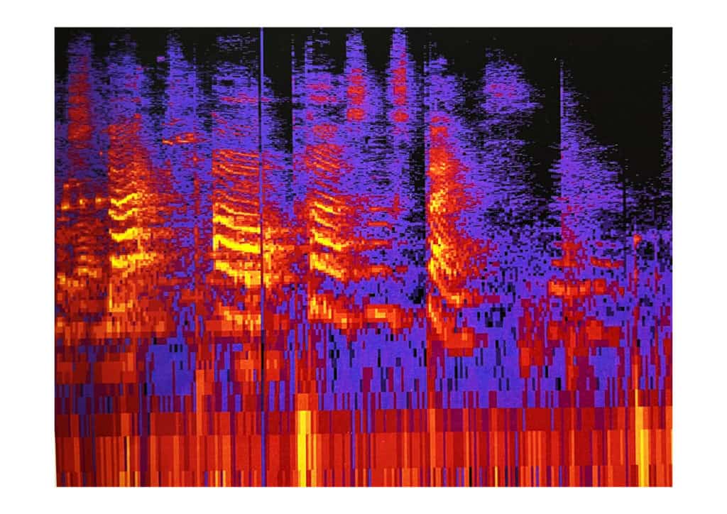 Spectogram of a student's voice