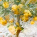 Stacey's rendition of a lemon tree