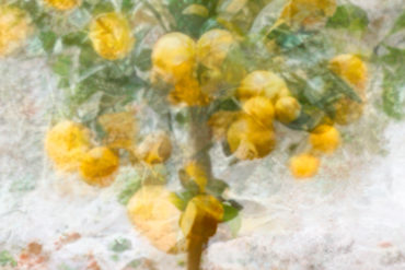 Stacey's rendition of a lemon tree