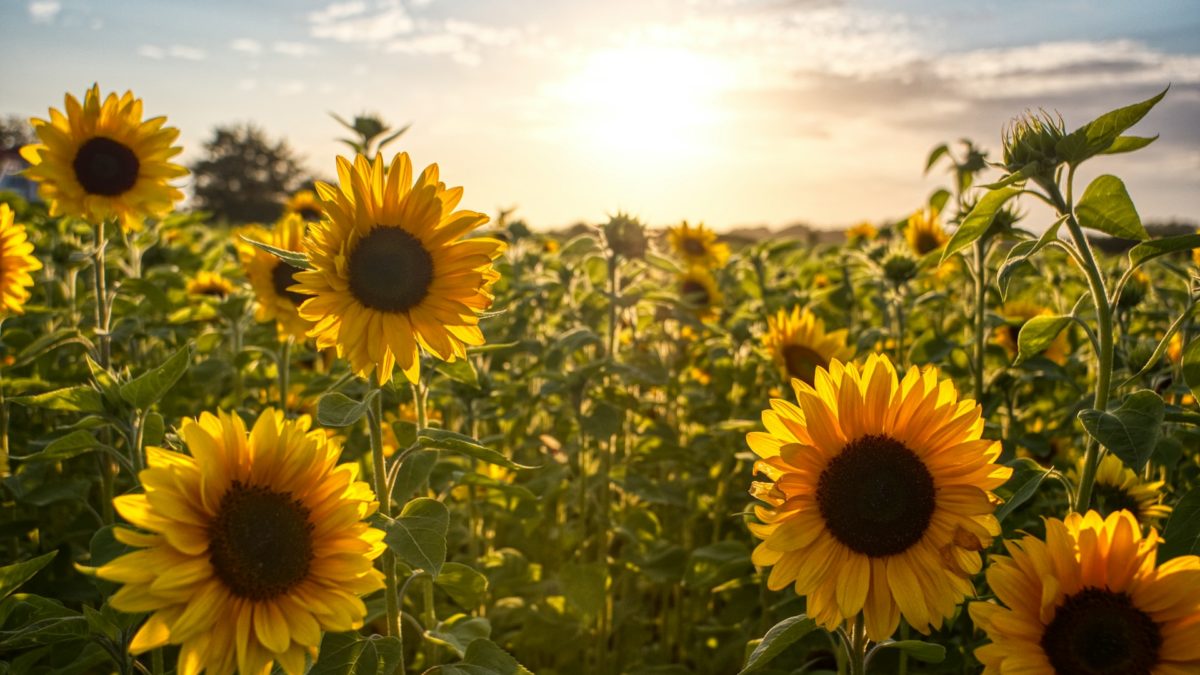 Wild Oak Farm invites you to choose your perfect sunflower this summer