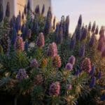 a large bush of echiums