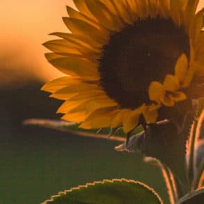 sunflower at dusk