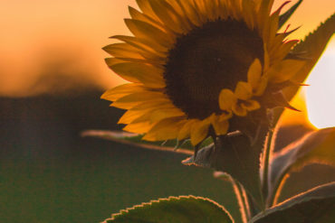 sunflower at dusk